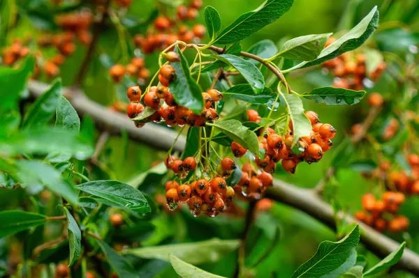 Sonbahar bahçesinde parlak piracantha meyveleri