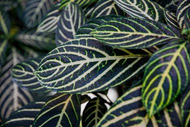 Yeşil yaprak arkaplanı ve dokusu