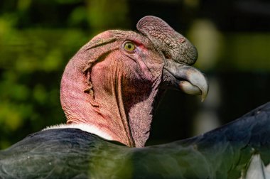 Californian condor, rare bird, endangered species in USA