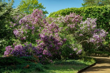 Güneşli bahar bahçesinde açan mor leylak