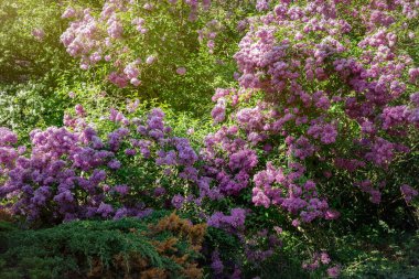 Güneşli bahar bahçesinde açan mor leylak