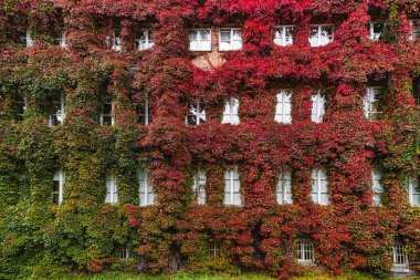 Bina cephesi yabani üzümle kaplanmış.
