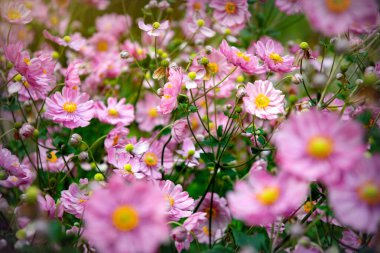 Güzel çiçek açan pembe Japon Anemonu