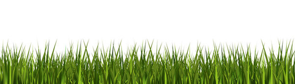 Realistic grass vector background on transparent, stand alone grass for your own design