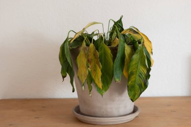 Çok sulu, ahşap dolapta ölü bitkiler, sarı ve siyah lekeli yapraklar, arka planda beyaz duvar, kopyalama alanı.