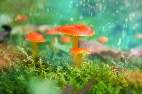 Fairytale Mushroom Orange Toadstools Green Background — стокове фото