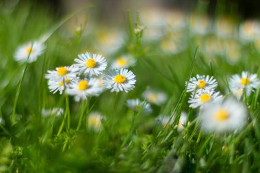 Bir manzarada Daisy çiçek bahçesi