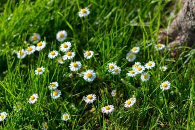 Bir manzarada Daisy çiçek bahçesi