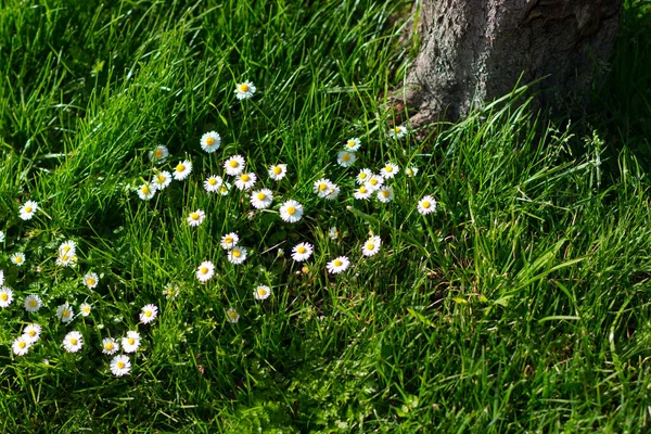 Daisy Virág Kert Táj — Stock Fotó