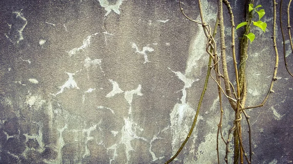 stock image old cement wall for background and free space, pattern on the wall