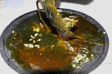 Rat in glue trap, Dead rat trapped by sticky mouse trap