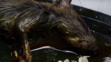 Rat in glue trap, Dead rat trapped by sticky mouse trap