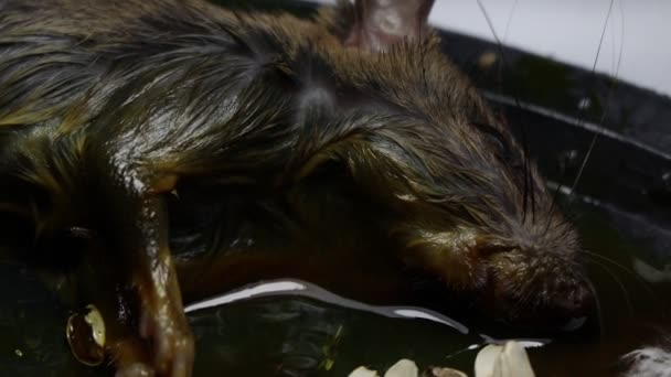 Rat Glue Trap Dead Rat Trapped Sticky Mouse Trap — Stok video