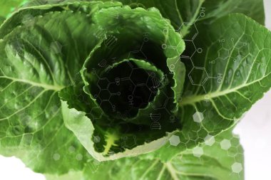 Biology experiment with green vegetables in laboratory, educational science experiments