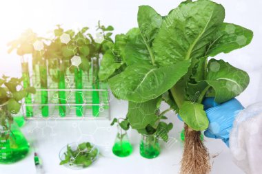 Biology experiment with green vegetables in laboratory, educational science experiments