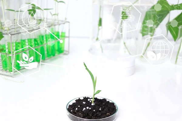process of plant growth with fertilizer and development, Young tree plant, environmental experiments