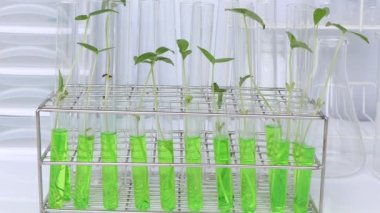 Biology experiment with green vegetables in laboratory, educational science experiments