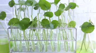 Centella asiatica leaves and green water in biological test tubes, science experiment