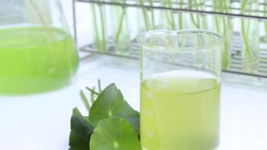 Biyolojik test tüplerinde Centella asiatica yaprakları ve yeşil su, bilim deneyi.