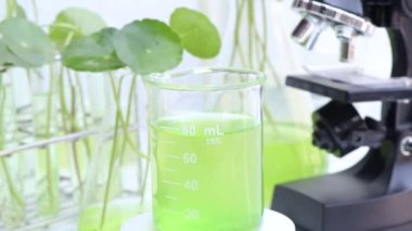 Biyolojik test tüplerinde Centella asiatica yaprakları ve yeşil su, bilim deneyi.