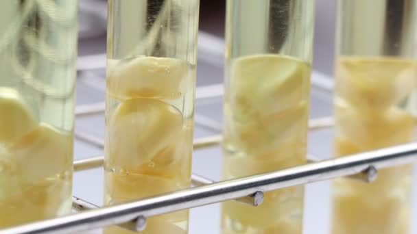 Yellow Oil Extracted Natural Raw Material Laboratory Experiment — Video