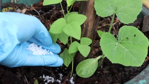 Βιολογικό Πείραμα Πράσινα Λαχανικά Εργαστηριακά Εκπαιδευτικά Επιστημονικά Πειράματα — Αρχείο Βίντεο