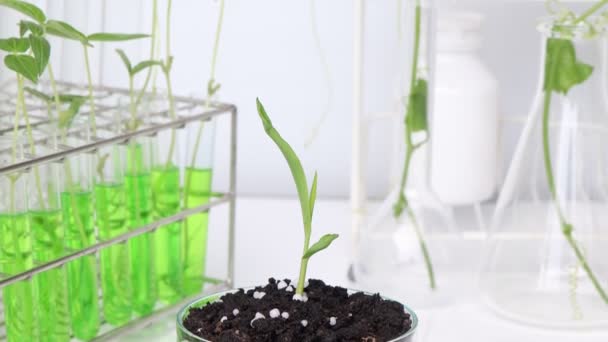 実験室での緑の野菜と生物学実験 教育科学実験 — ストック動画
