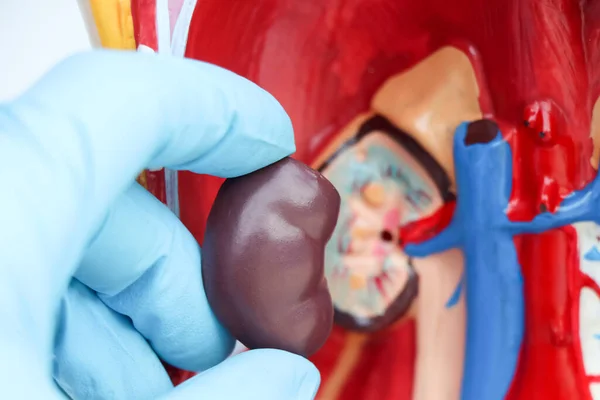 kidney, Model of internal organs of the body, medical education