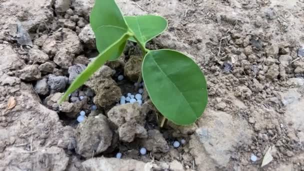 植物所需的化肥和养分 土壤和植物研究 — 图库视频影像