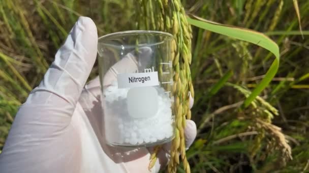 Азотные Удобрения Химические Удобрения Питательные Вещества Необходимые Растениям Исследования Почвы — стоковое видео