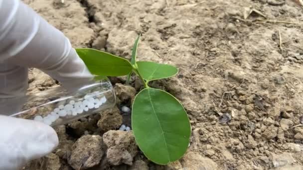 Bitkilerin Ihtiyacı Olan Kimyasal Gübreler Besinler Toprak Bitki Araştırmaları — Stok video