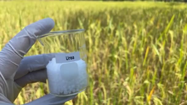 Fertilizante Uréia Fertilizantes Químicos Nutrientes Que Plantas Precisam Solo Pesquisa — Vídeo de Stock