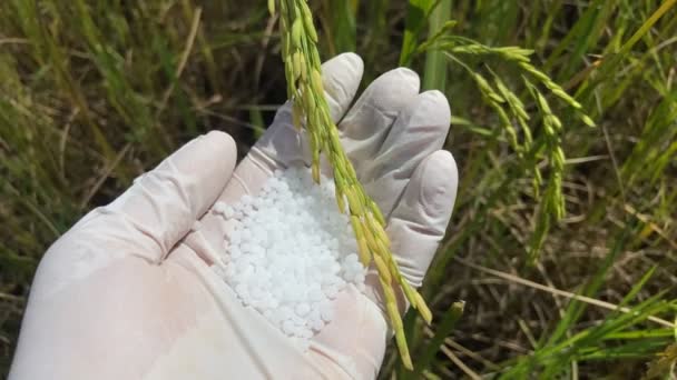 Bitkilerin Ihtiyacı Olan Kimyasal Gübreler Besinler Toprak Bitki Araştırmaları — Stok video