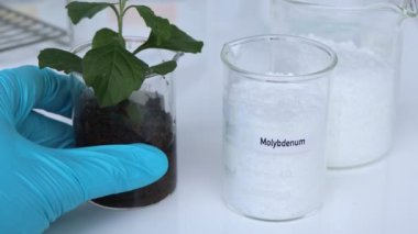 Molybdenum gübresi, tarım ve bilimsel deney için kimyasal gübrelerle yapılan deneyler