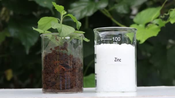Hnojivo Zinku Experimentování Chemickými Hnojivy Pro Zemědělství Vědecký Experiment — Stock video