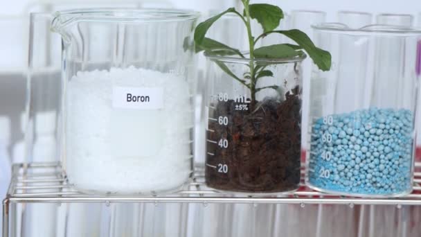 Bórové Hnojivo Experimentování Chemickými Hnojivy Pro Zemědělství Vědecký Experiment — Stock video