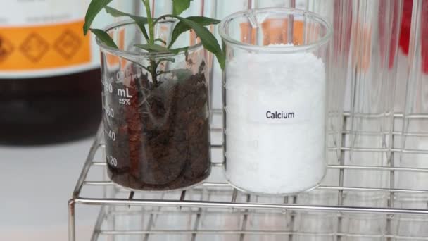 Fertilizante Cálcio Experimentando Com Fertilizantes Químicos Para Agricultura Experimento Científico — Vídeo de Stock