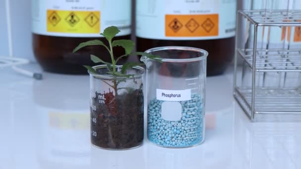 Fosforgödselmedel Experiment Med Kemiska Gödselmedel För Jordbruket Vetenskapligt Experiment — Stockvideo