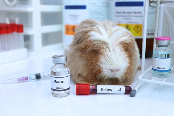 Rabies vaccine in a vial, immunization and treatment of infection, scientific experiment