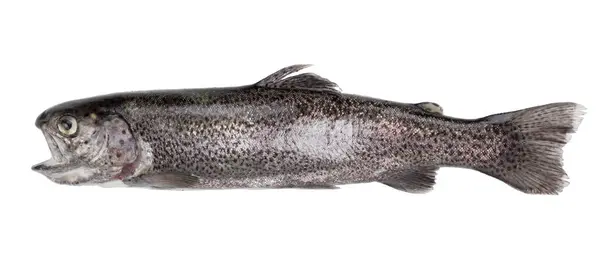 野生的割喉鳟鱼 处于原始状态 在白色背景上孤立的水平照片 免版税图库图片