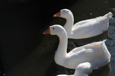  Gölde yüzmeye kazlar