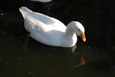  Gölde yüzmeye kazlar