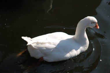  Gölde yüzmeye kazlar