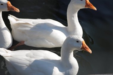  Gölde yüzmeye kazlar