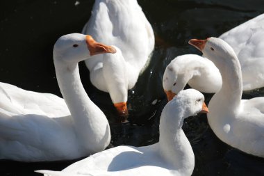  Gölde yüzmeye kazlar