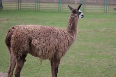 Çiftlikteki Lamas çayırda otluyor.