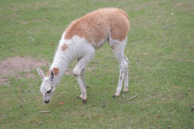 Çiftlikteki Lamas çayırda otluyor.