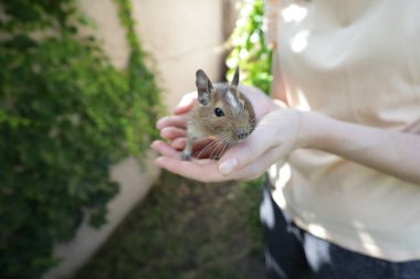 Bir degu sincabı ile oynayan kadın.