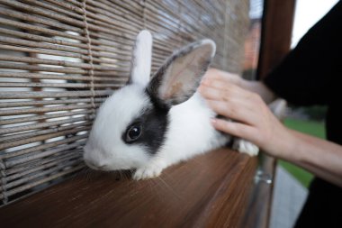 Kadın tavşanla oynuyor.