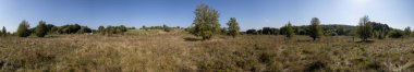 Orman HDRI manzarası, 360 derece panorama